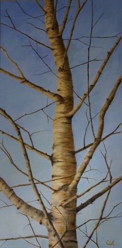 Birch