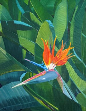 Bird of Paradise