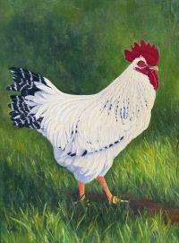 Chicken