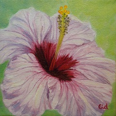 Hibiscus