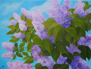 Lilacs