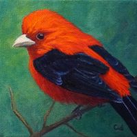 Scarlet Tanager